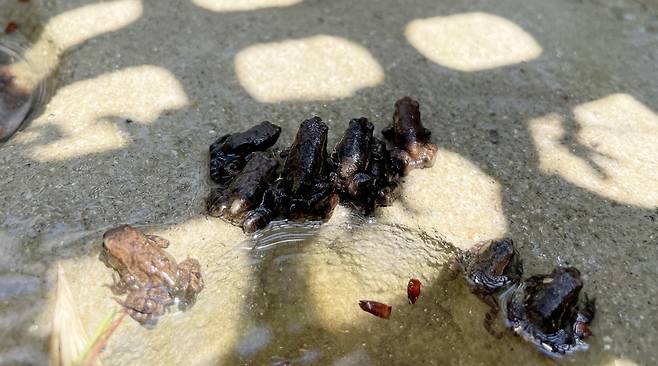 황방산 두꺼비 [울산 중구 제공. 재판매 및 DB 금지]