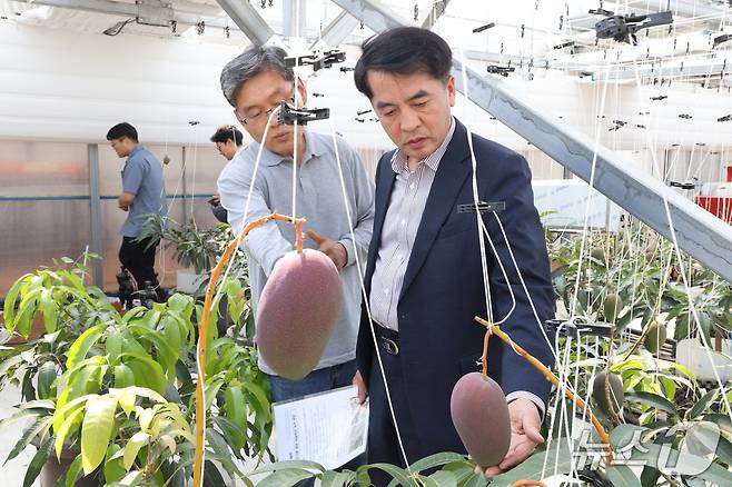 최재형 보은군수가 삼승면 하늘애농장을 방문해 아열대 작물인 애플망고를 살펴보고 있다. (보은군 제공. 재판매 및 DB금지) /뉴스1