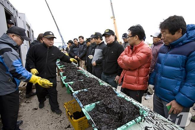 군산 물김 위판 현장.(군산시 제공, 재판매 및 DB금지)