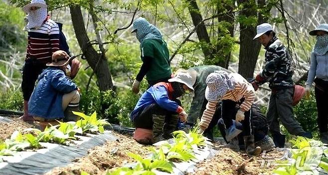 외국인 계절근로자 농촌 일손 돕기  모습(보은군 제공. 재판매 및 DB금지) /뉴스1