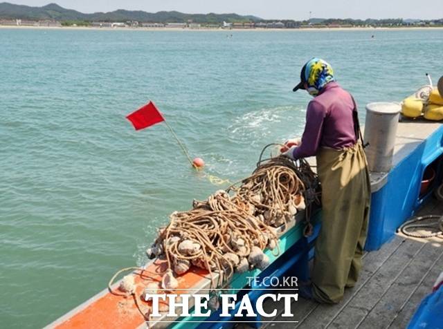 태안군 소원면 의항리에서 12일 주꾸미 산란시설물을 설치하고 있는 모습./ 태안군