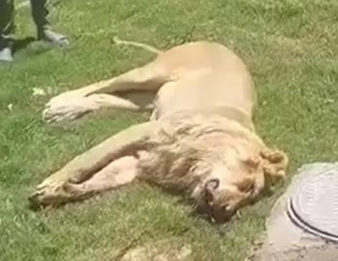 사살된 사자. /데일리메일