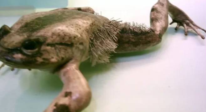 털개구리의 수북히 돋은 옆털은 실은 혈관이 있는 호흡보조기관이기도 하다./Pam Beach Post