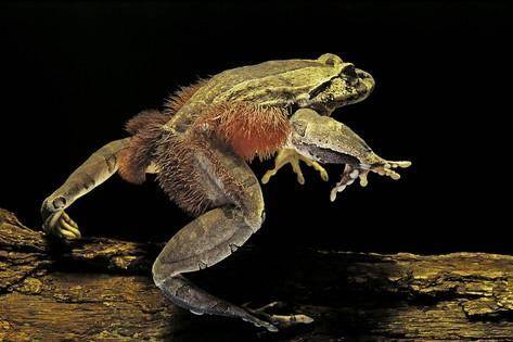 털개구리의 털은 번식철 수컷을 돋보이게 해주는 요소이기도 하다. /Amphibian Fact