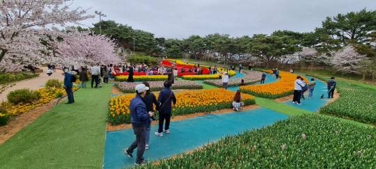 황순덕 부회장은 "세종시가 경쟁력을 갖춘 국제도시로 성장하기 위해선 지역의 녹색자원을 활용한 '정원도시'로 가야 한다"고 말했다. 사진은 지난 6일 폐막한 태안 튤립축제 현장 모습