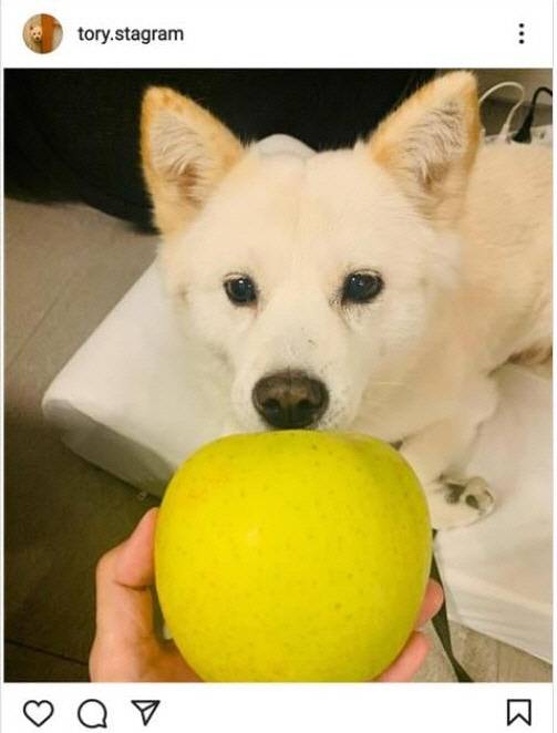 지난 2021년 10월22일 자정 무렵 윤석열 당시 국민의힘 제20대 대선 경선 후보의 반려견 인스타그램 '토리스타그램'에 올라온 사과 사진. 해당 게시물이 이른바 '개사과' 논란으로 번진 뒤 토리스타그램 계정은 삭제됐다.
