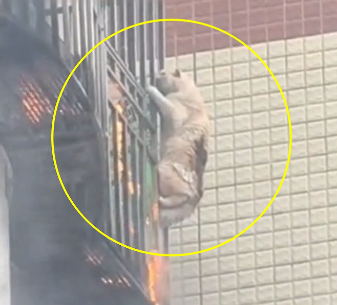 /사진=시나닷컴 갈무리