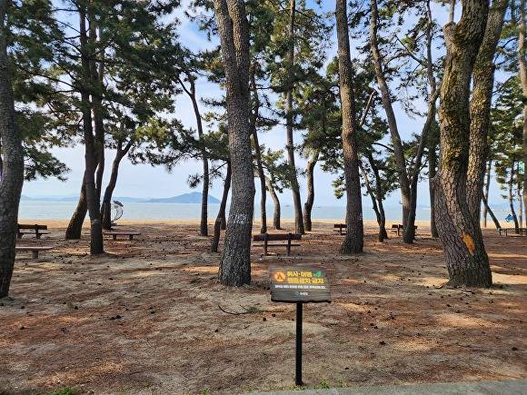 전남 보성군 율포솔밭해수욕장앞에 설치된 취사·야영 금지 팻말 이미지 [사진=보성군]