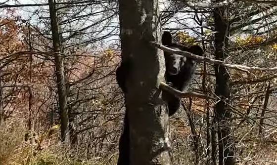 지리산 등산로에서 목격된 반달가슴곰. 사람을 보자 나무에 올라간 뒤 쳐다보고 있다. 사진 유튜브