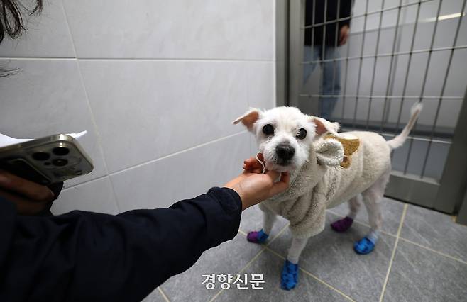 경기 반려마루 견사에 들어온 ‘라온’이 카라 유지우 활동가와 인사를 나누고 있다.