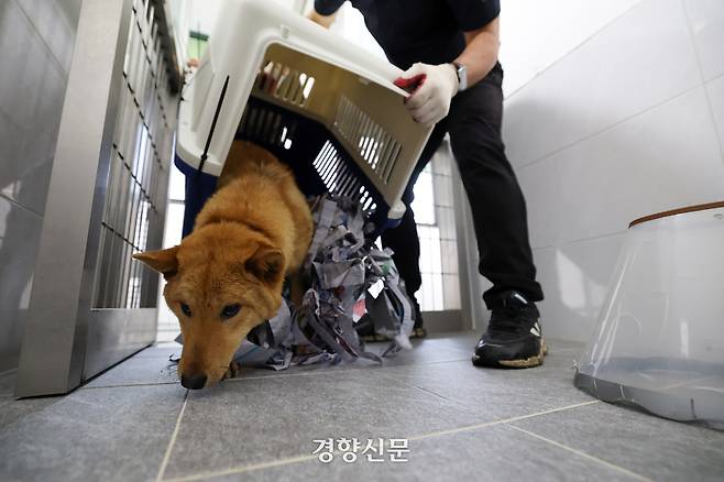 ‘아리아’가 경기 반려마루 견사로 들어오며 냄새를 맡고 있다.
