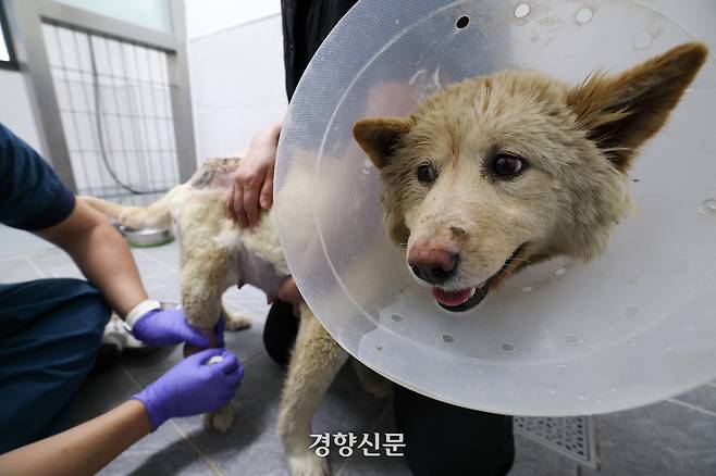 ‘하루’가 경기 반려마루 견사에서 다리에 입은 화상을 치료받고 있다.