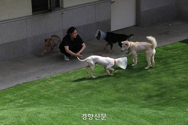 산불에서 구조된 강아지들이 경기 반려마루에서 야외활동을 하고 있다.