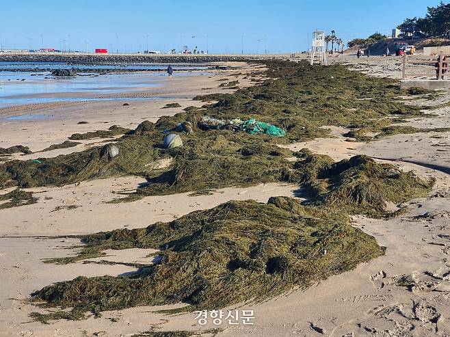 제주의 해안에 쌓인 괭생이모자반. 박미라 기자
