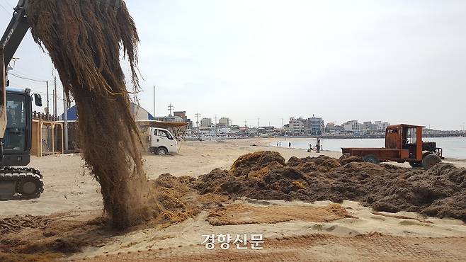 제주도가 중장비로 해안에 쌓인 괭생이모자반을 수거하고 있다. 박미라 기자