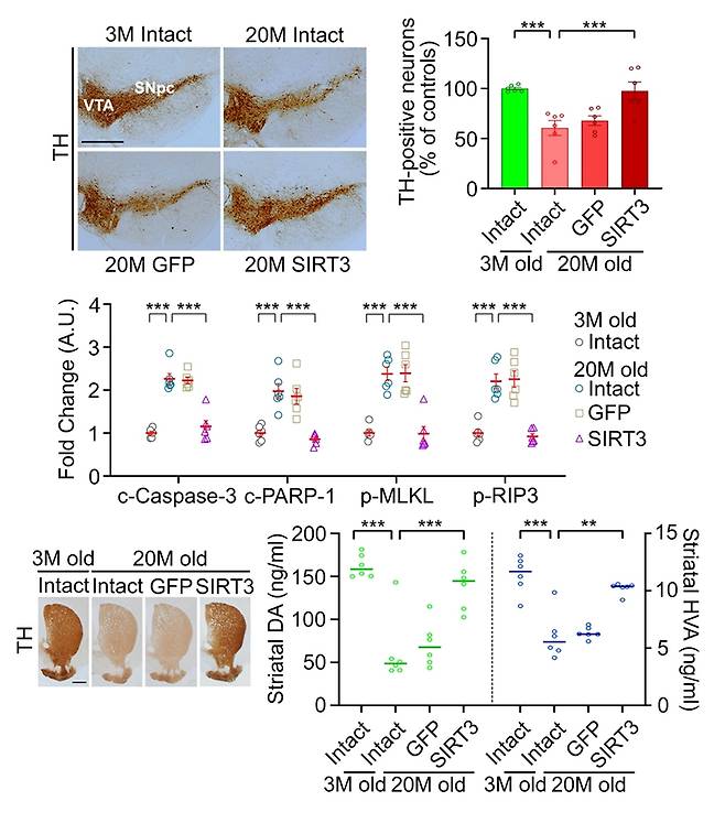 도파민 신경세포 내 항노화 인자 발현 유도에 의한 흑질-선도체 도파민 신경계 보존 효과. (위)흑질 도파민 신경세포 내 SIRT3 과발현이 노화된 생쥐의 도파민 신경세포(TH 염색) 수를 보존한다. (가운데)세포사멸 관련 단백질(c-Caspase-3, c-PARP-1, p-MLKL, p-RIP3) 발현을 감소시킨다. (아래)선조체(striatum)에서 도파민 신경섬유(TH 염색)가 보존되며, 실제 도파민과 그 대사체(HVA) 양이 유지된다. 한국연구재단
