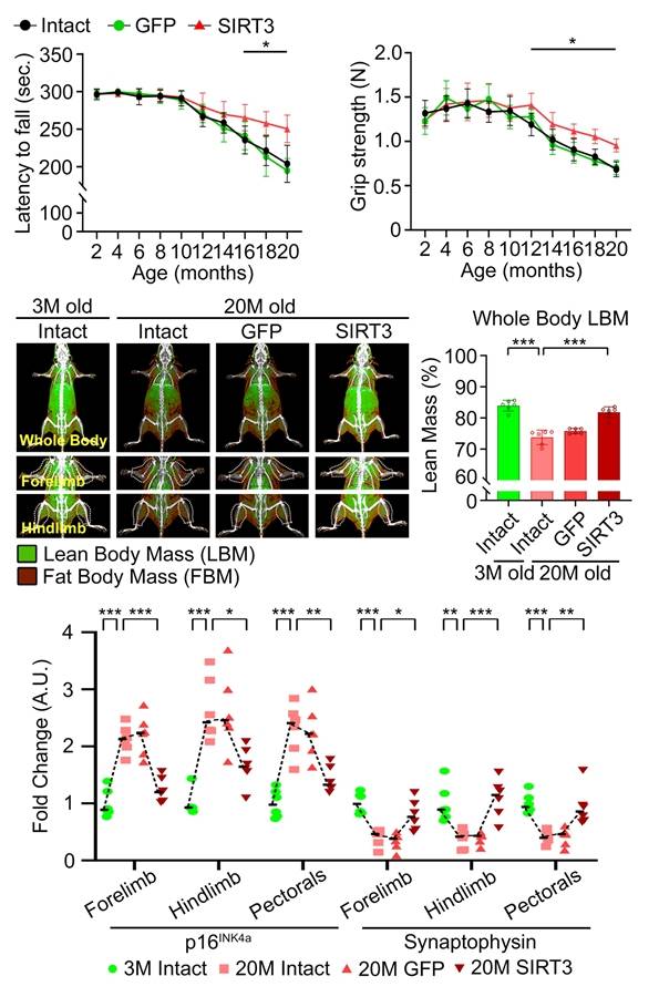 흑질-선조체 도파민 신경계의 항노화에 의한 운동 기능 및 골격근 보존 효과. (위)SIRT3 과발현이 노화된 생쥐의 운동기능 감소를 완화한다. (가운데)근육량(LBM) 보존 및 지방량(FBM) 감소를 유도한다. (아래)골격근 내 노화 인자 p16INK4a 발현 증가 및 시냅토피신(Synaptophysin) 발현 감소를 억제하여 신경근접합부 보호 효과를 보인다. 한국연구재단
