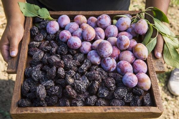 < 사진 제공 : 캘리포니아 푸룬 협회 >