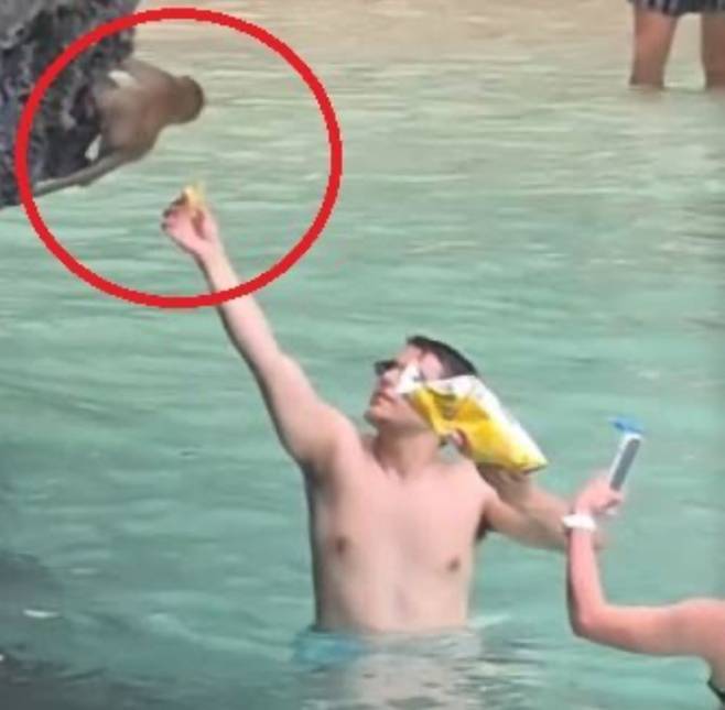 태국의 유명 관광지에서 한 외국인 관광객이 야생 원숭이에게 감자칩을 줘 공분을 샀다. [사진 = Patrick Pokpong Suwannasith]