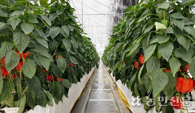 시설하우스에서 재배되는 파프리카. 사진은 기사의 이해를 돕기 위한 자료.