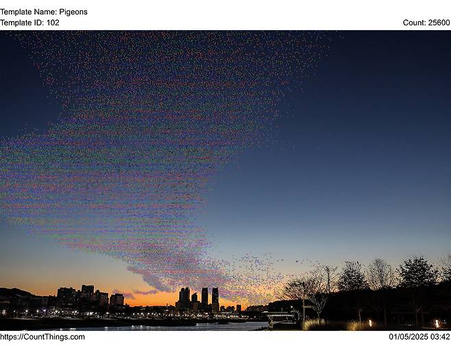 떼까마귀 카운팅 사진 [울산생물다양성센터 제공. 재판매 및 DB 금지]