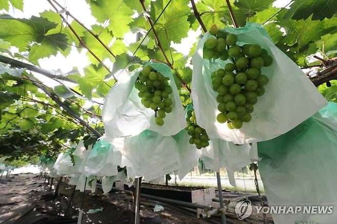 샤인머스캣 재배 농가 [연합뉴스 자료사진]