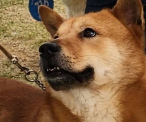 대상을 받은 진도개 [(사)한국진도개관리협회 제공·재판매 및 DB 금지]