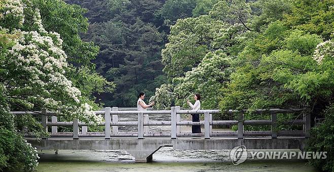 봄날 밀양 위양지에서 (밀양=연합뉴스) 김동민 기자 = 13일 오후 경남 밀양시 부북면 위양지(위양못)를 찾은 시민이 사진을 촬영하고 있다. 2025.5.13 image@yna.co.kr
