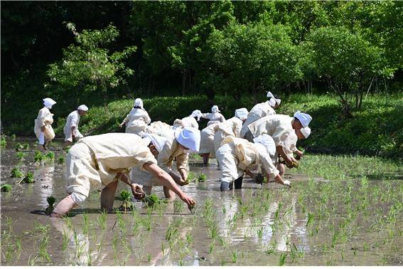 영동 설계리농요 시연  [충북도 제공. 재판매 및 DB 금지]