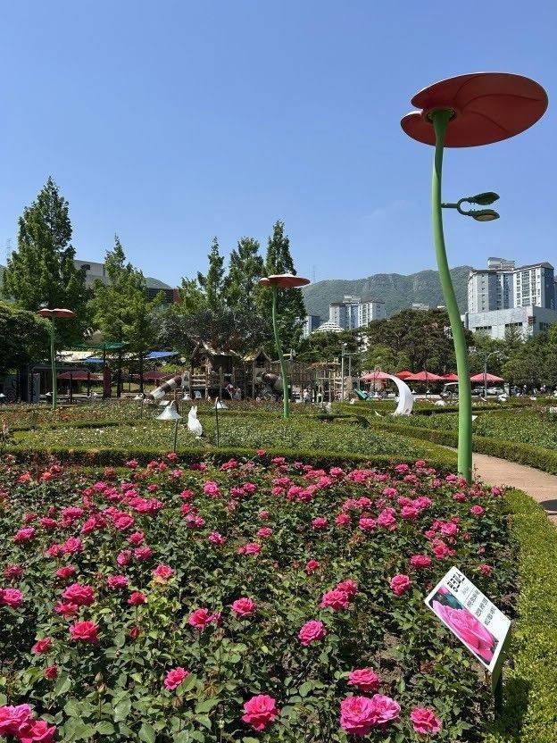 좌광천 지방정원의 중심인 윗골공원과 구목정공원에서 장미가 개화하고 있다.