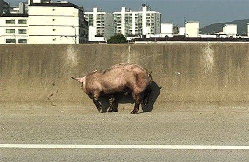 고속도로 갓길에 떨어진 돼지. 연합뉴스