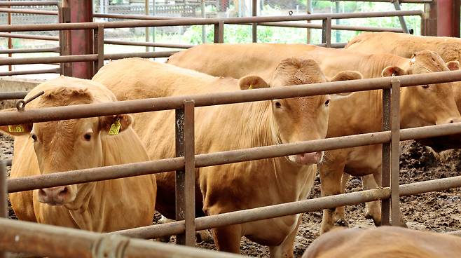 24일 오후 경기 김포시에 위치한 한우농가에서 키우고 있는 한우의 모습. 사진은 기사 내용과 관계 없다. / 뉴스1