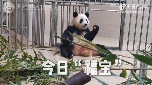푸바오 건강 이상설 해명 영상. /중국 자이언트판다보호연구센터 웨이보 캡처