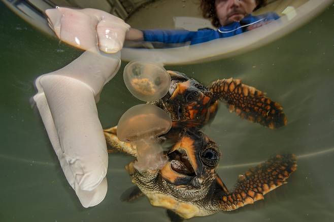 체인지메이커 부문 우승작 '훈련받는 날'. 치료 센터에 있는 아기 바다거북. /앙겔 피토르/2025 ENVIRONMENTAL PHOTOGRAPHY AWARD
