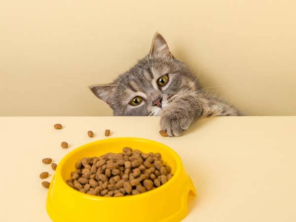 온라인에 떠도는 ‘사료 등급표’는 공신력 있는 기관에서 만든 자료가 아니다./사진=게티이미지뱅크