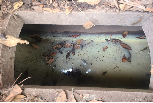 지난해 서귀포시 대정읍에서 적발된 농약 무단 방류 현장. 방류 농약을 우수관을 통해 하천과 바다를 위협한다. (서귀포시 제공)