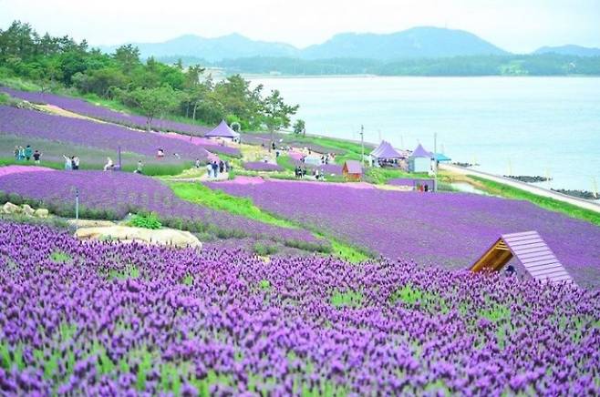 ▲ 라벤더 정원에 3만 5,341㎡ 부지에 6만 6,000주, 2천만 송이 프렌치 라벤더가 식재돼 있다. [전남 신안군]