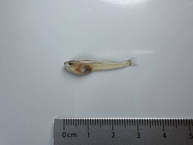 길이 3㎝가량의 어린 도루묵. 국립수산과학원 제공