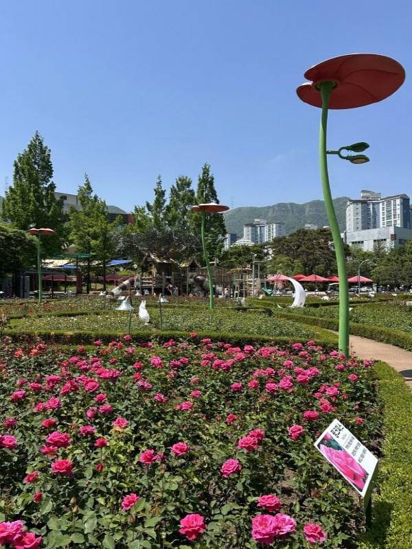 좌광천 지방정원의 중심인 윗골공원과 구목정공원에서 장미가 개화하고 있다.기장군 제공