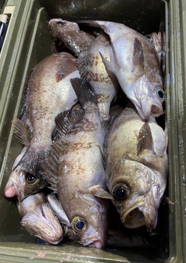 갯바위 밤낚시에서 낚아올린 볼락.