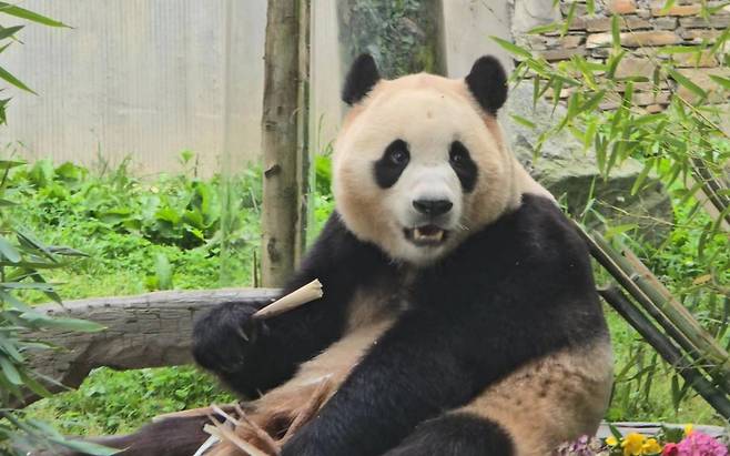 자이언트 판다 푸바오/사진=뉴시스 /사진=류현주