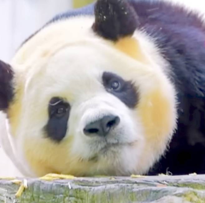 최근 방사장에 누운채로 팬들의 카메라를 응시하는 푸바오