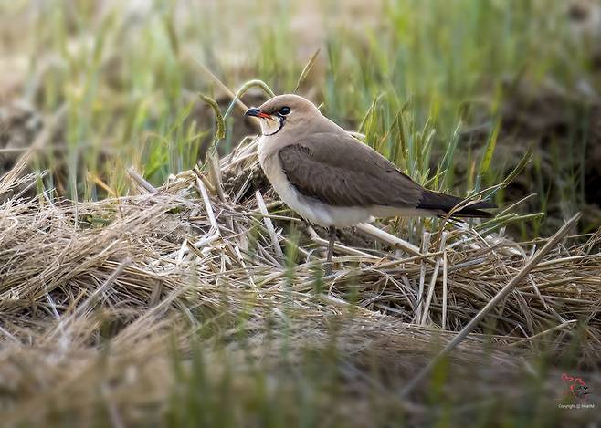 [울산=뉴시스] 울산시는 희귀 조류인 ‘제비물떼새’와 ‘붉은가슴울새’가 초등학생과 조류 동호인들에게 관찰됐다고 14일 밝혔다. 사진은 제비물떼새. (사진= 조현표 씨 제공) 2025.05.13.photo@newsis.com *재판매 및 DB 금지
