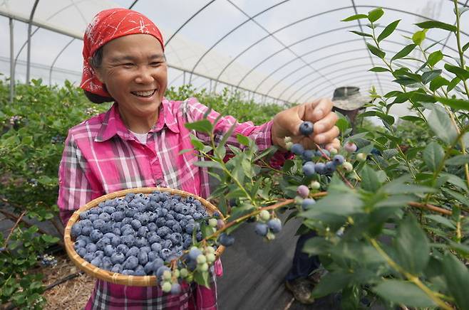 [해남=뉴시스]블루베리 수확. (사진=해남군 제공) 2025.05.14. photo@newsis.com *재판매 및 DB 금지