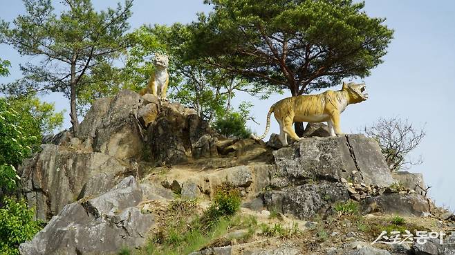 봉화의 떠오르는 사진 명소 범바위 전망대의 호랑이 조형물. 황우산을 감아 흐르는 낙동강 줄기를 내려다보는 절벽 위에 작은 전망 데크를 조성했다         봉화｜김재범 기자 oldfield@donga.com