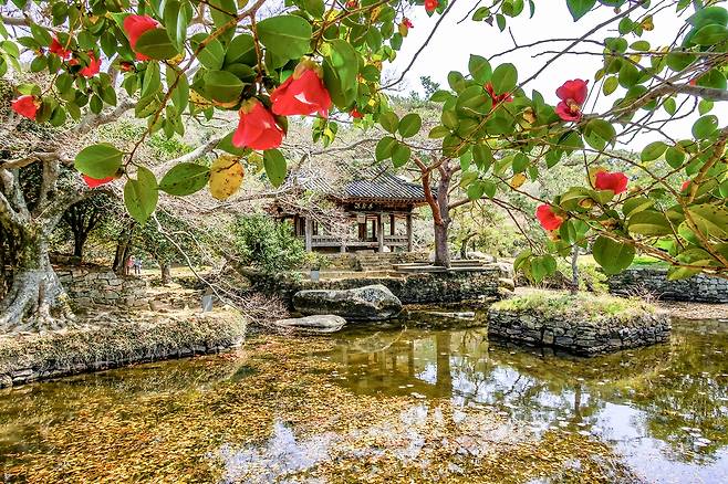 동백꽃 핀 세연정[사진/백승렬 기자]