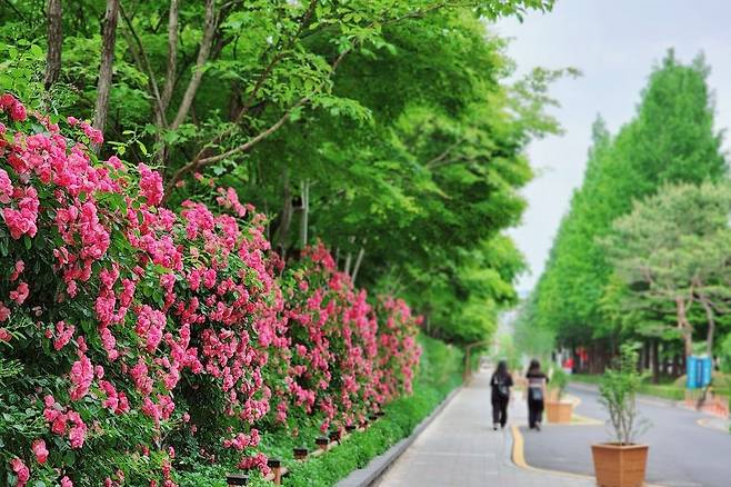 대전 둔산대공원 장미거리 [대전시 제공. 재판매 및 DB 금지]