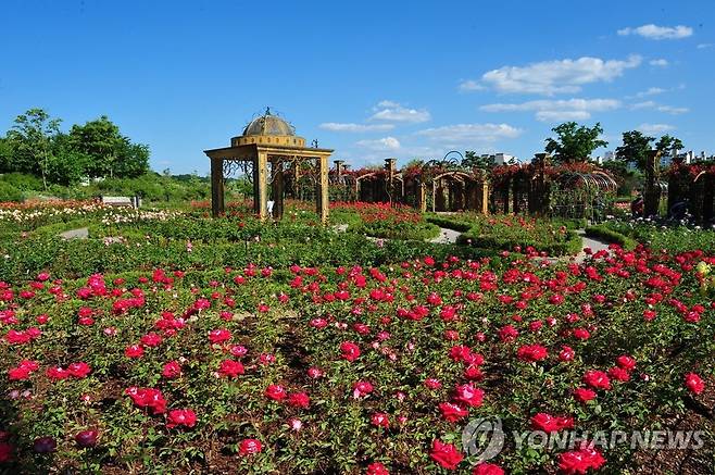 한밭수목원 장미원 [대전시 제공. 재판매 및 DB 금지]