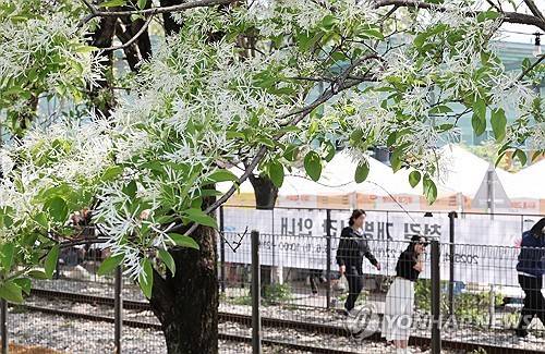 이팝나무 철길 개방 [촬영 : 임채두]