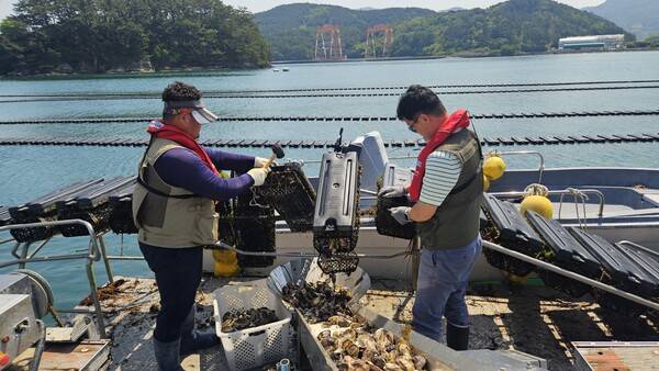 거제시 사등면 견내량 앞바다에서 개체굴 수확하는 모습./정봉화 기자